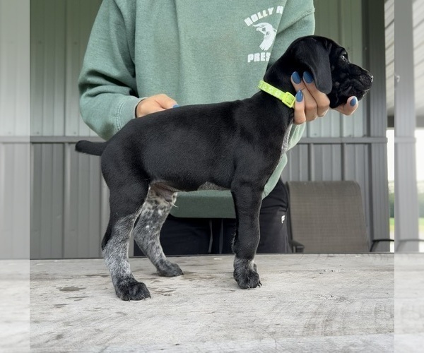 Medium Photo #2 German Shorthaired Pointer Puppy For Sale in XENIA, OH, USA