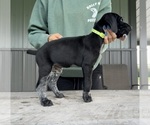 Litter of 5 - Male German Shorthaired PointerLitter of Puppies for Sale - Photo #2