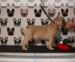 Small Photo #63 French Bulldog Puppy For Sale in TACOMA, WA, USA