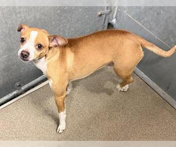 Medium Photo #1 Chihuahua Puppy For Sale in HESPERIA, CA, USA