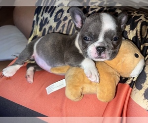 French Bulldog Puppy for sale in LOS ANGELES, CA, USA