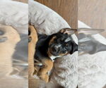 Small #1 Mutt