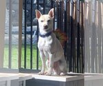 Small Shiba Inu Mix