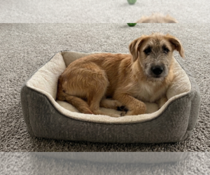 Irish Terrier-Unknown Mix Dogs for adoption in Genesee, WI, USA