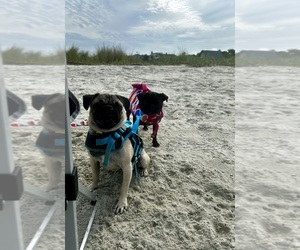 Father of the Pug puppies born on 08/12/2026