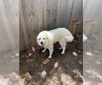 Small #2 Great Pyrenees Mix