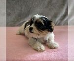 Small #1 Yorkshire Terrier