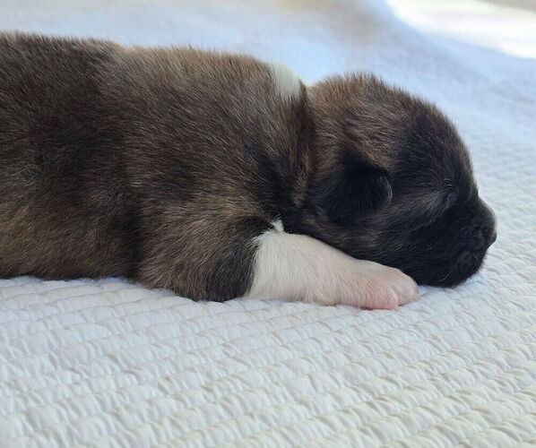Medium Photo #5 Akita Puppy For Sale in STRAFFORD, MO, USA