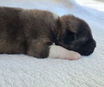 Small #4 Akita