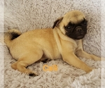 Small Photo #17 Pug Puppy For Sale in LOUISE, TX, USA