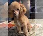 Small #13 Poodle (Toy)