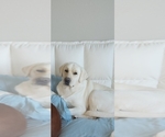 Small #13 Labrador Retriever