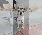 Small #4 Chihuahua Mix