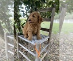 Small Photo #5 Golden Retriever-Poodle (Toy) Mix Puppy For Sale in LITHIA, FL, USA