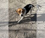 Small Photo #3 Beagle Puppy For Sale in Las Vegas, NV, USA