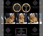 Puppy Ahri F1B Goldendoodle (Miniature)