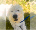 Image preview for Ad Listing. Nickname: Westie puppies