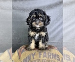 Small #5 Cavapoo (Miniature)