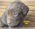Small Photo #35 Labrador Retriever Puppy For Sale in EDGEWOOD, TX, USA
