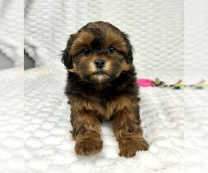 Shih Tzu Puppy for sale in FRANKLIN, IN, USA