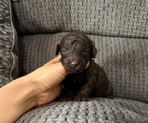 Poodle (Toy) Puppy for sale in JEFFERSONVILLE, IN, USA