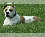 Small #6 American Bulldog