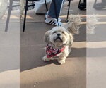 Small #3 Lhasa Apso Mix