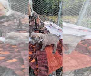 Cane Corso Puppy for sale in STOCKTON, CA, USA