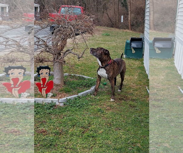 Medium Photo #2 American Pit Bull Terrier-Unknown Mix Puppy For Sale in COLUMBIA, MD, USA