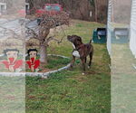 Small #1 American Pit Bull Terrier Mix