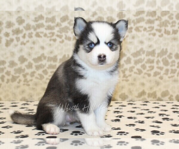 Medium Photo #3 Pomsky Puppy For Sale in DENVER, PA, USA