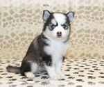 Small #2 Pomsky