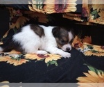 Small Photo #5 Chihuahua Puppy For Sale in MANCHESTER, PA, USA