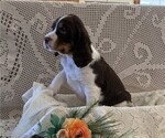 Small #2 English Springer Spaniel