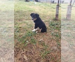 Small Photo #3 Australian Shepherd Puppy For Sale in FREEDOM, IN, USA