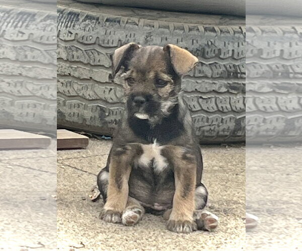 Medium Photo #2 French Bulldog-Unknown Mix Puppy For Sale in Estherville, IA, USA