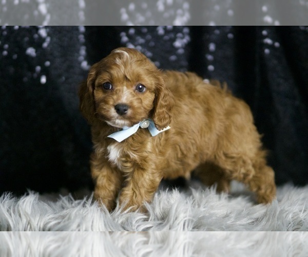 Medium Photo #7 Cavapoo Puppy For Sale in WARSAW, IN, USA