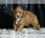 Small Photo #8 Cavapoo Puppy For Sale in WARSAW, IN, USA