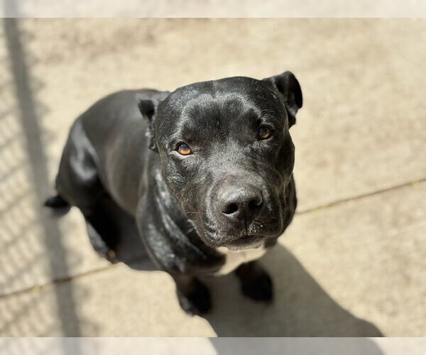 Medium Photo #1 Mutt Puppy For Sale in Tulsa, OK, USA