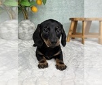 Small #3 Dachshund