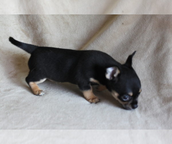 Medium Photo #7 Chihuahua Puppy For Sale in HUDSONVILLE, MI, USA