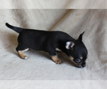 Small #6 Chihuahua