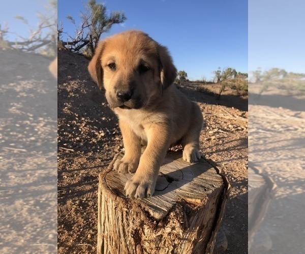 Medium Photo #2 Great Pyredane Puppy For Sale in KINGMAN, AZ, USA