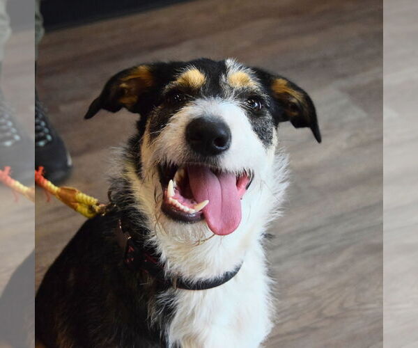 Medium Photo #7 Airedale Terrier-Great Pyrenees Mix Puppy For Sale in Huntley, IL, USA