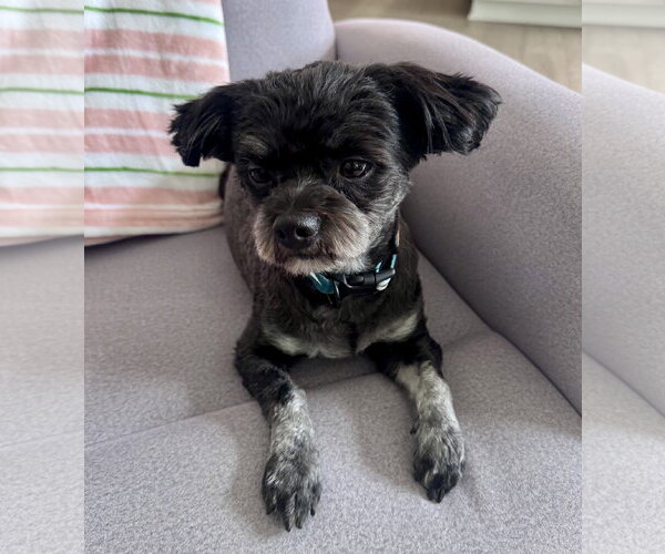 Medium Photo #2 Shih Tzu-Unknown Mix Puppy For Sale in Bellevue, WA, USA