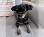 Small #1 Shih Tzu Mix