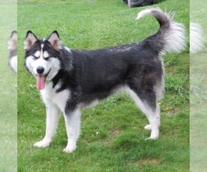 Mother of the Alaskan Malamute puppies born on 07/10/2025