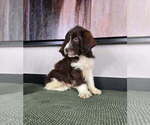 Small #2 Labradoodle