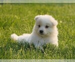 Small Photo #1 Samoyed Puppy For Sale in FREDERICKSBURG, OH, USA