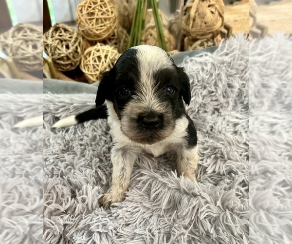 Medium Photo #2 Portuguese Water Dog Puppy For Sale in BAYTOWN, TX, USA